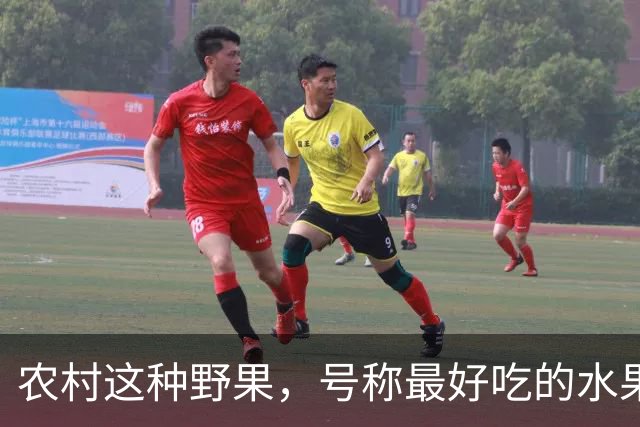 农村这种野果，号称"最好吃的水果"！插土就活，院子种几颗吃不完